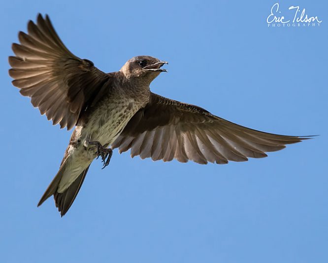 Eric Tilson Photography - PLX Purple Martins