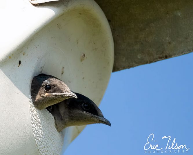 Eric Tilson Photography - PLX Purple Martins