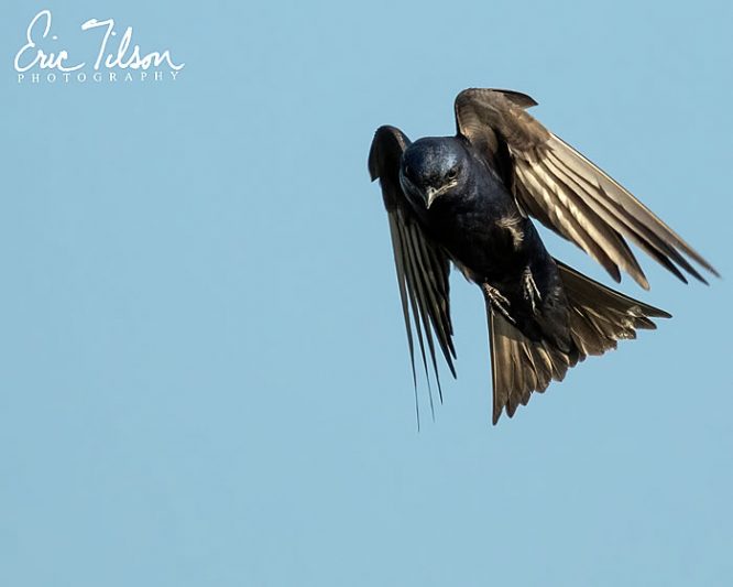 Eric Tilson Photography - PLX Purple Martins