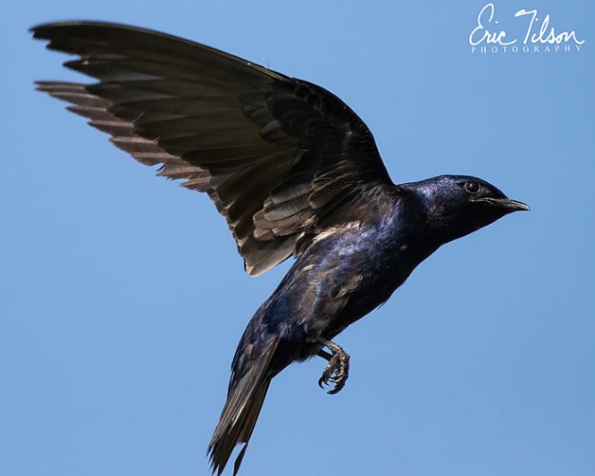 Eric Tilson Photography - PLX Purple Martins