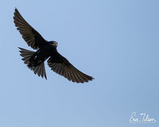 Eric Tilson Photography - PLX Purple Martins