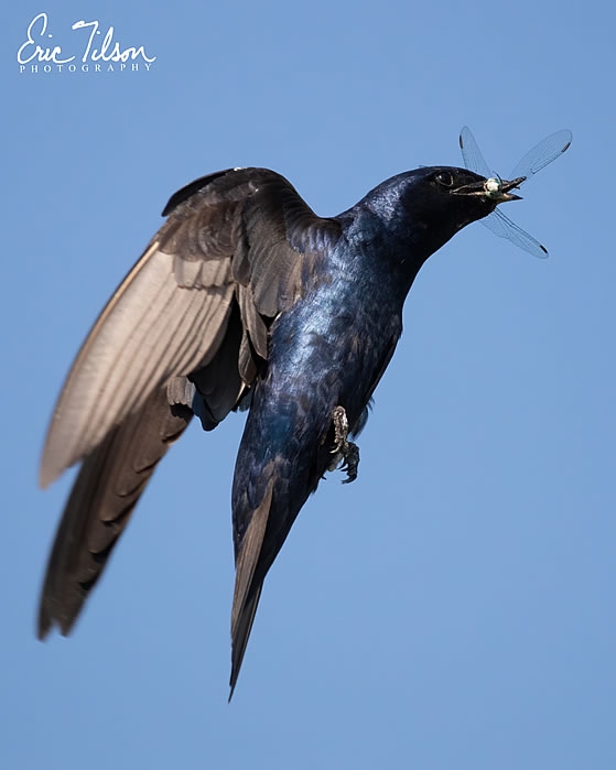 Eric Tilson Photography - PLX Purple Martins