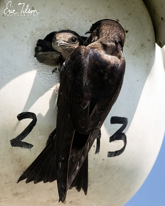 Eric Tilson Photography - PLX Purple Martins