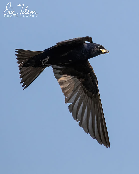 Eric Tilson Photography - PLX Purple Martins