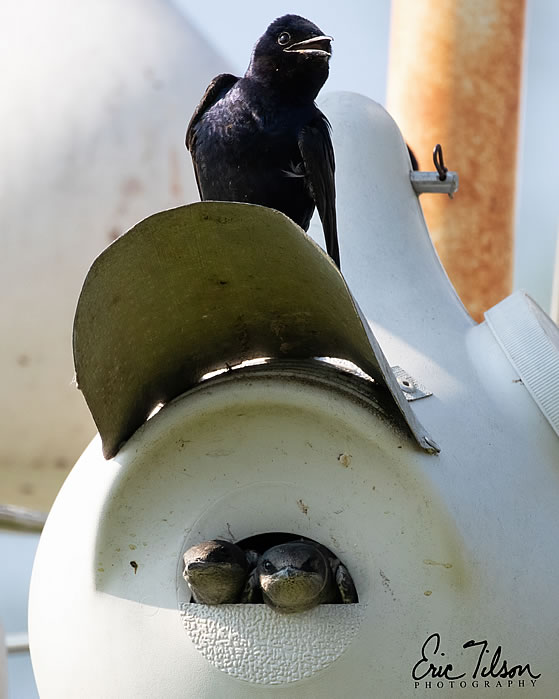 Eric Tilson Photography - PLX Purple Martins