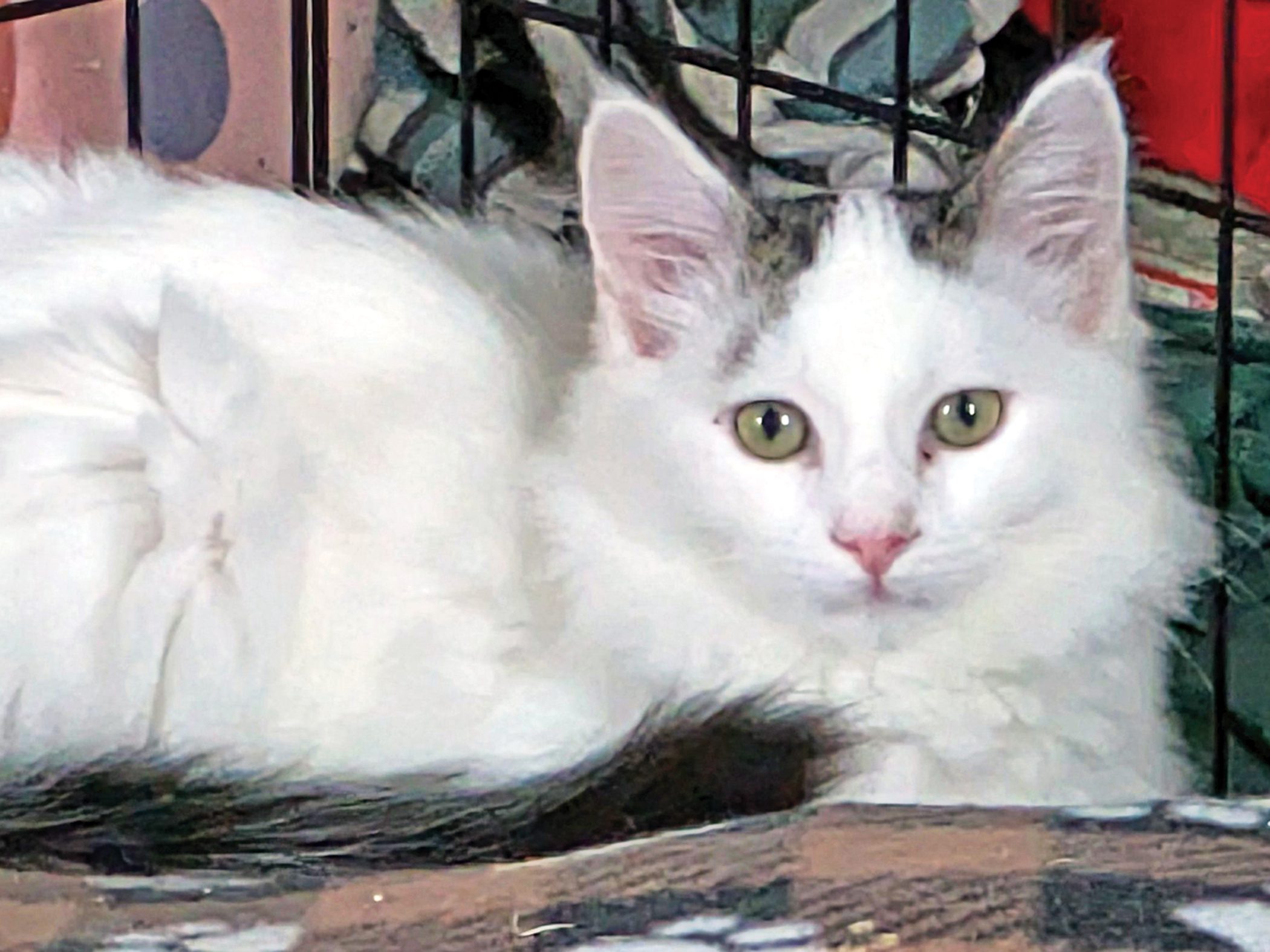 Read more about the article Avalanche is laid back, playful