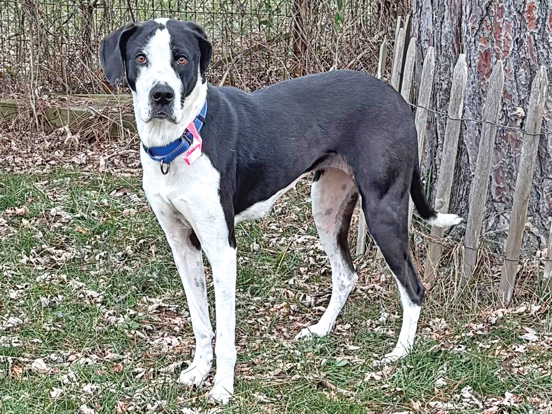 Read more about the article Gentle Molly looking for love